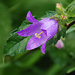 Glockenblume