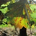 herbstlich sich färbendes Eichenblatt