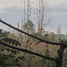 Moorlandschaft III