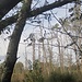 Moorlandschaft II