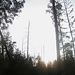Moorlandschaft IX