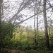Moorlandschaft I