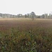 Moorlandschaft V