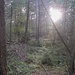 Moorlandschaft VIII