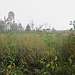 Moorlandschaft IV