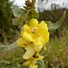 ... zu wunderschöner Blüte ...