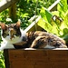 ... und führt uns der Weg zu dieser herrlcihen Katze