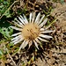 Silberdistel