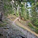 eins der wenigen Waldstücke