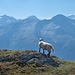 Auch die Schafe geniessen die Aussicht hier oben.