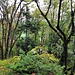 Typischer Gratverlauf im letzten Drittel. Dichte Vegetation (Moos, Dornen, Büsche) behindern das Vorankommen.