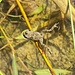 Junge Gelbbauchunke in den Siechastuda. Länge ca. 1 bis 2 cm, Foto vom 29.9.2024