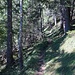 Im Wald gewinnt man weiter an Höhe.