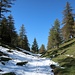 Kurz vor der Neuen Magdeburger Hütte legt sich der Wald langsam zurück.