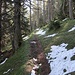 Zunächst im Wald,...