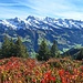 Farblicher Vierklang Blau-weiss-grün-rot