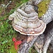 Riesiger Baumschwamm