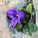Dolomiten-Glockenblume