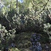 Urwald