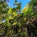 Felsen links des Wegs.
