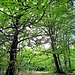 Unmittelbar dahinter betritt man den Gipfel des Hohen Nistlers. Trotz seiner respektablen Höhe ein unscheinbarer Waldgipfel. 
