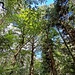 Herrlicher Wald hier.