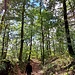 Hier kurz links, bergab auf den Wilde-Rott-Weg...