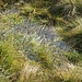 Una pozza d'acqua è ghiacciata