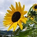 kurz vor dem Seezopf blühen die Sonnenblumen prächtig