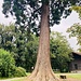 riesiger Mammutbaum auf dem Schlossgelände