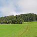 von hier aus gehts hinauf in den Wald