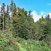 zuerst geht es im Wald, teilweise steil nach oben, das ist ein Rückblick