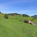 über diese Wiese geht der Wanderweg, Spuren sind kaum zu sehen.