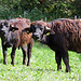 zwei neugierige "Kerlchen"