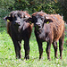 zwei neugierige "Kerlchen"