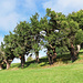 komische "Tannenbäume" die knorzligen "Apfelbaum Stämme" haben Tannenzweige