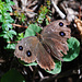 Blauäugiger Waldportier