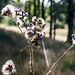 Gegenlicht-Distel.