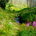 Pfad durchs Tiefenbachtal