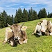 zwei friedliche Vierbeiner bei der Gruobi Langmatt