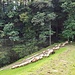 ... und eine erbauliche Schafherde