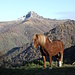 <b>Il Sasso Gordona in una foto del 7.11.2009 scattata all'Alpe Alveggia.</b>