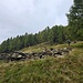 Con l'aiuto del GPS raggiungiamo il primo prato con ruderi d'alpe (Baite Bugione)