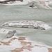 Eisreste des Gletschers im See