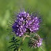 Zwischenfrucht: Phacelia/Büschelschön