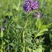 Zwischenfrucht: Phacelia/Büschelschön