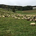 Ein Teil der Schafe am Allerheiligenberg