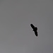 Ein Adler überwacht uns