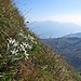 In der steilen Flanke vom Hochfinsler hinab blühen Edelweiß.