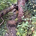 Zahlreiche umgestürzte Bäume erschweren das Vorwärtskommen auf dem Grat.